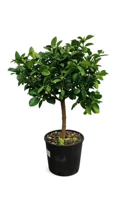 Produktbild von Römische Limette Pursha 70–100 cm | Citrus limetta Süße Limette | Mediterrane Zitruspflanze für Terrasse, Garten & Wintergarten