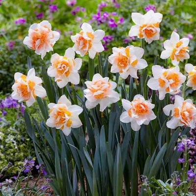Immagine prodotto di Bulbi di narciso resistenti al freddo, perenni - "Campanule di Pasqua" abbondanti - 25 bulbi di fiori - Piante profumate provenienti dall'Olanda - adatte per giardino e vasi (non semi, non prodotti artificialmente)