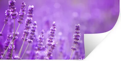 Produktbild von MuchoWow® Wandtattoo Wandsticker Wandaufkleber Lavendel - Nahaufnahme - Blumen - Lila 40x20 cm Selbstklebend und Repositionierbar - Aufkleber