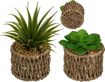 Produktbild von Deko-Sukkulenten im Seegrass-Topf Naturfarben Kunstblume Dekoration Grünpflanze , Motiv (Nummeriert):Motiv 2