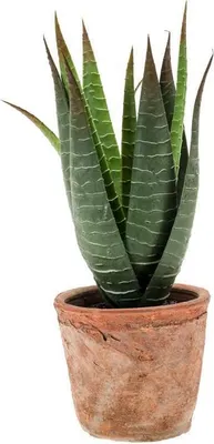Produktbild von artplants.de Künstliche Sukkulente Aloe Variegata Martinez im Terracottatopf, grün, 20cm, Ø 17cm