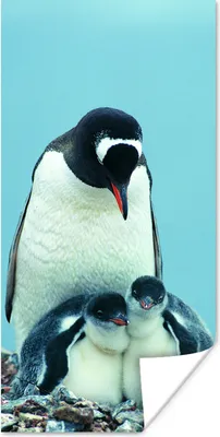Produktbild von MuchoWow® Poster Tiere - Pinguine - Küken 60x120 cm - Wandschmuck