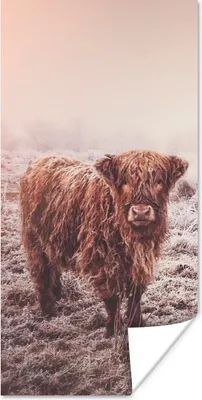 Produktbild von MuchoWow® Poster Schottische Highlander - Schnee - Sonne 20x40 cm - Plakat - Foto