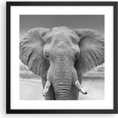 Produktbild von Gerahmtes Poster - Schwarzer Rahmen - Elefant Afrika Tier - 40x40 cm - Wand Bild - Wanddeko - Wandbilder - Kunstposter - Wandposter - Bilderrahmen - Bilder - Kunstdruck - P2BAC40x40-5072