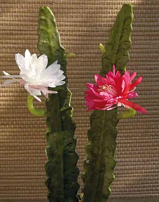 Produktbild von artplants.de Kunst Kaktus Königin der Nacht Domenica, Blüte, weiß, 50cm - Deko Kaktus Königin der Nacht