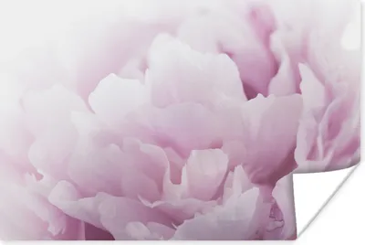 Produktbild von MuchoWow® Poster Nahaufnahme einer rosa Pfingstrose 30x20 cm - Plakate - Print