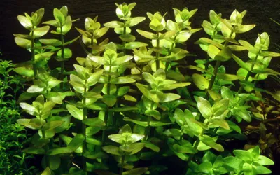 Produktbild von Aquarium Pflanze Bacopa caroliniana AquaOne Nr.343 Wasserpflanzen Aquascaping