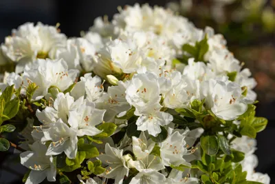 Produktbild von Japanische Azalee Adonis, im Topf - Rhododendron obtusum, immergrün