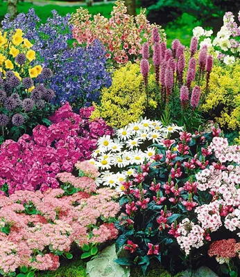 Produktbild von BALDUR Garten 15er Staudenbeet 'Gartenfreude', Pflanzen im 7x7 cm-Topf, Staudengarten, Taglilie, Rittersporn, Bartfaden,  Witwenblume, Edeldistel, 2x Frauenmantel, Prachtscharte, etc., blühend