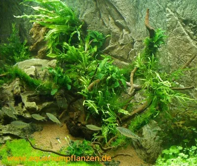 Produktbild von Set für 300 l Aquarium, Pflanzen, Kies, Deko (XIX)