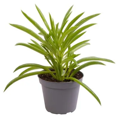 Produktbild von Gardneria Peperomia ferreyrae 'Nevada', Durchmesser 6 cm