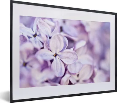 Produktbild von MuchoWow® MuchoWow® Gerahmtes Poster Nahaufnahme von Lavendelblüten 40x30 cm - Poster mit zchwarzem Bilderrahmen - Bilderrahmen - Poster im Rahmen