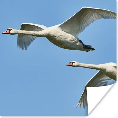 Produktbild von MuchoWow® Poster Schwan - Vogel - Himmel - Blau 50x50 cm - Wohnzimmerdekoration