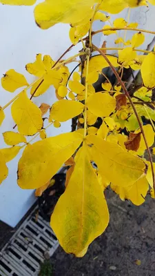 Image de Carya tomentosa / Pacanier blanc