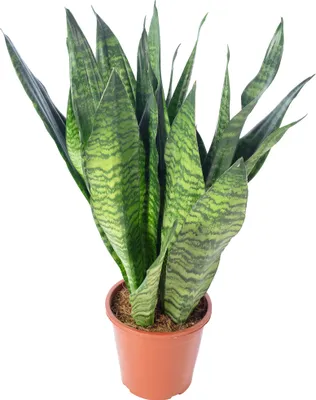 Immagine prodotto di Canapa a fiocco - pianta d'appartamento di facile cura, Sansevieria zeylanica - altezza circa 65 cm, vaso Ø 17 cm
