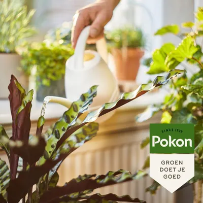 Image de Nourriturepour plantes d'intérieur 1000ml - Pokon
