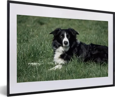 Produktbild von MuchoWow® MuchoWow® Gerahmtes Poster Border Collie liegt im hohen grünen Gras 60x40 cm - Poster mit zchwarzem Bilderrahmen - Schlafzimmer - Plakat in Rahmen - Drucken