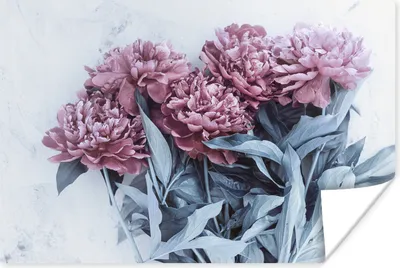 Produktbild von MuchoWow® Poster Rosa Pfingstrosen auf Marmor 120x80 cm - Bilder