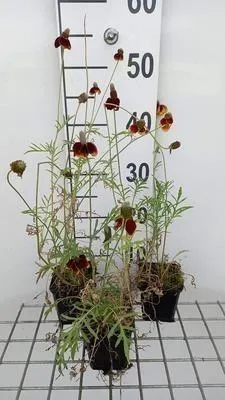 Image de 6 x Ratibida columnifera var. pulcherrima - Ratibida - Topf 9 x 9 cm