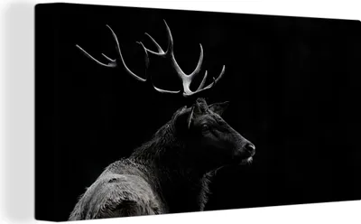Zdjęcie produktu dla MuchoWow® - Obraz na płótnie - Jeleń - Czarny - Biały - Poroże, fototapeta, dekoracja ścienna, obrazy do salonu, 80x40cm