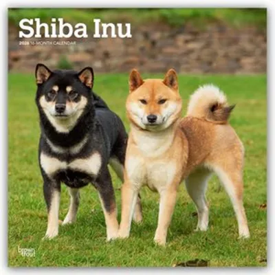 Produktbild von Shiba Inu - Shiba 2026 - 16-Monatskalender