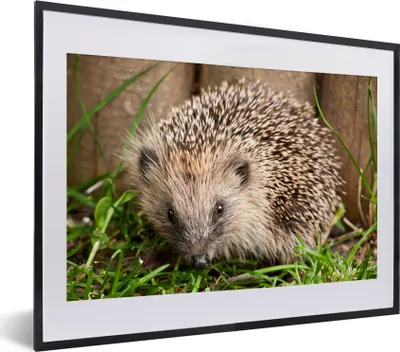 Produktbild von MuchoWow® MuchoWow® Gerahmtes Poster Igel für Holzhintergrund 40x30 cm - Poster mit zchwarzem Bilderrahmen - Bilderrahmen - Poster im Rahmen