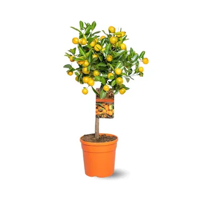 Image de Mandarinier calamondin - agrume méditerranéen - arbre fruitier - ↕ 75-85 cm - ⌀ 22 cm - agrume d'intérieur