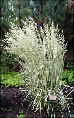 Produktbild von Stauden Gänge 10 x Calamagrostis x acutiflora 'Avalanche' im 1 Liter Topf - Buntes Reitgras - Schneeweiße Akzente für stilvolle Gärten