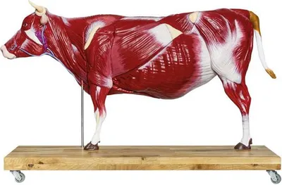 Image de Modèle bovin, bœuf, 15 pièces, 1/3 grandeur nature