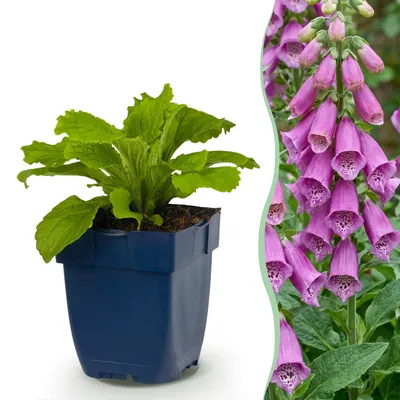 Produktbild von Green boutiQ - Stauden - Digitalis purp. Dalmatian Purple - Fingerhut - Schatten - Lila - 12 Pflanzen - Topf 11cm - Höhe 15-25cm
