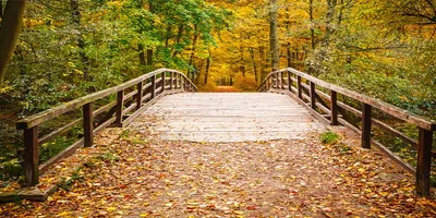 Produktbild von Tulup Glas-Bild -140x70- Wandkunst Dekorative Wand für Küche & Wohnzimmer - Landschaften - Brücke Herbstwald - Gelb