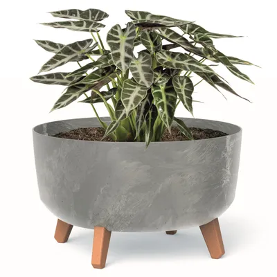 Obrázok produktu pre Bonsai Miska Strom Mini Záhrada Kvetináč na nohách Kvetináč D 38 cm Svetlo šedá Plastové kvetináče s vložkou Betónová optika Cachepots