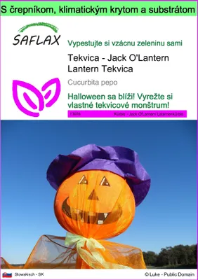 Obrázok produktu pre SAFLAX Garden to go - Tekvica - Jack O'Lantern Lantern Tekvica - Cucurbita pepo - 10 Semená - S črepníkom, klimatickým vekom a pestovateľským substrátom