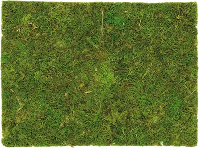 Produktbild von Moosplatte auf Netz grün 30x20 cm