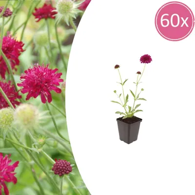 Zdjęcie produktu dla Knautia macedonica | 60 sztuk - 10-25cm - Ø9cm - Roślina ogrodowa