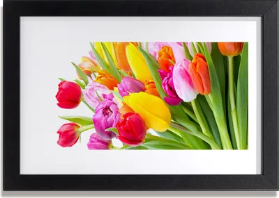 Produktbild von Bild 30x20 MDF-Rahmen Wandkunst Tulpen Blumen Pflanze