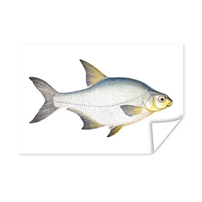Obrázok produktu pre MuchoWow® Plagát - Ryby - Kolblei- Realizmus - 60x40