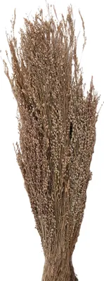 Produktbild von Clayre & Eef Trockenblumen 55 cm Beige Trockenblumen