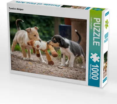 Produktbild von CALVENDO Puzzle Kurzhaarcollie-Welpen | 1000 Teile Lege-Größe 64x48cm Foto-Puzzle für glückliche Stunden
