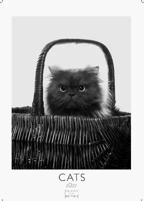 Produktbild von Cats schwarz-weiss Kalender 2027 - Wandkalender | Fotokalender Tierkalender Grosses Format 59x42cm. - Katzenkalender | Perfekt für Katzenliebhaber und Tierkalenderfans