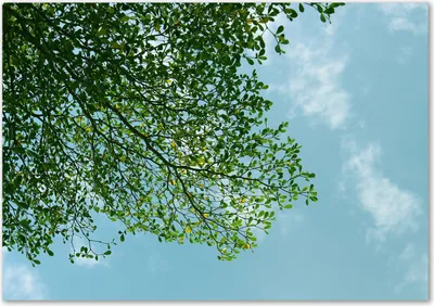Produktbild von Tulup® Leinwandbild - 100x70 cm - Wandkunst - Drucke auf Leinwand - Leinwanddruck  - Landschaften - Grün - Blätter Himmel