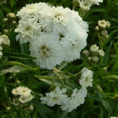 Productafbeelding van 6 x Bertrams Garbe - Achillea ptarmica 'The Pearl' | Pot van 9x9 cm