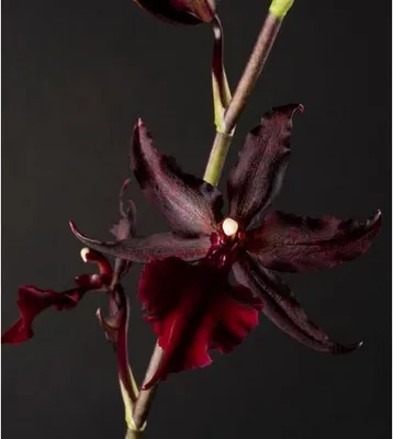 Image de Colmanara Masai Red