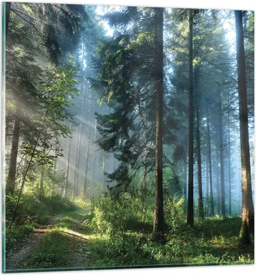 Produktbild von Bilder auf glas - Einteilig - Wald Dämmerung die Sonne - 70x70cm - Glasbilder - Wandbilder - Bilder - zum Aufhängen bereit - Wanddekoration aus Glas - Glas Bilder - Wandbild auf Glas - GAC70x70-4398