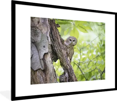 Produktbild von MuchoWow® MuchoWow® Gerahmtes Poster Eule - Wald - Licht 80x60 cm - Poster mit zchwarzem Bilderrahmen - Schlafzimmer-Dekorationen - Fotoposter