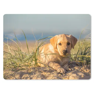 Produktbild von MuchoWow® Mauspad Mousepad Labrador Retriever Welpe liegt auf den Sanddünen 23x19 cm - Mousepads - Maus Mat - Pad - Mausunterlage - Schreibtischunterlage - Mauspad