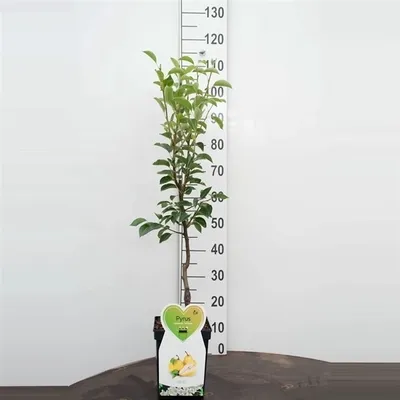 Obrázek produktu pro Pyrus communis 'Gellerts Butter Pear' / 'Beurré Hardy' 100-120 cm Podzimní hruška