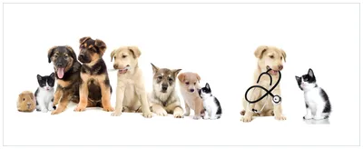 Produktbild von Wallario Wandbild aus Acryl, 200 x 80 cm, freischwebende Optik - Süße Haustiere - Katzen  Hunde  Hamster  Küken I