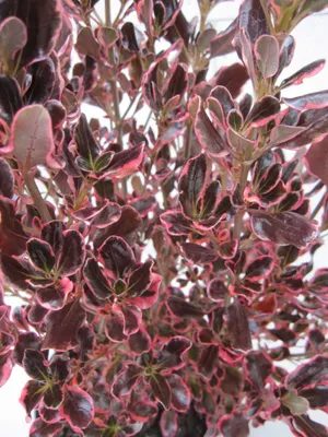 Produktbild von Spiegelbusch Eclipse Pink - Coprosma repens Eclipse Pink - 30-40cm
