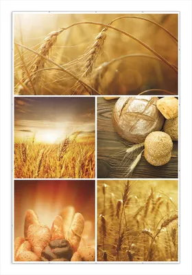 Produktbild von Wallario Wandbild Getreide und Brotsorten aus Weizen, Größe: 61 x 91,5 cm, Poster mit rahmenlosen Bildhalter